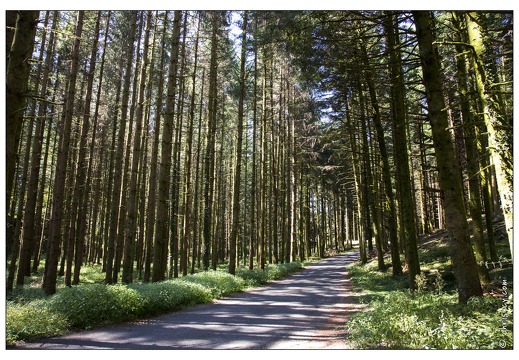 20130823-30 2315-Foret