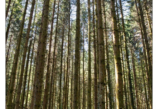 20130823-32 2294-Foret HDR