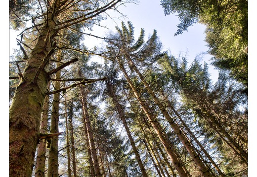 20130823-33 2299-Foret HDR