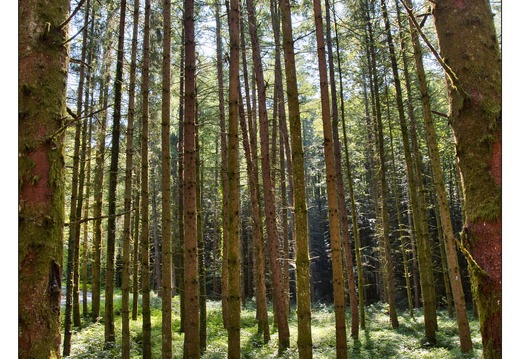 20130823-34 2312-Foret HDR