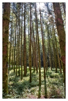 20130823-34 2312-Foret HDR