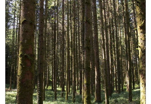 20130823-35 2314-Foret