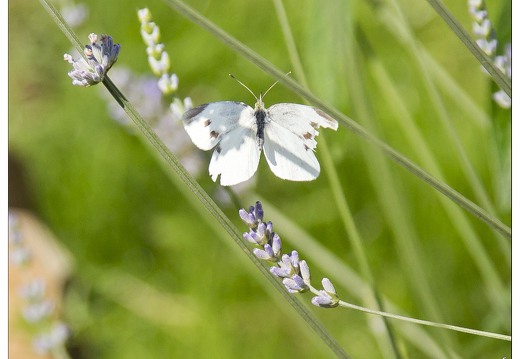 20140717-3848-Papillon la pieride de la rave