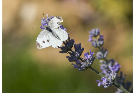 20140717-3849-Papillon la pieride de la rave