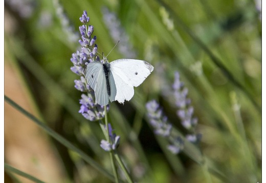 20140717-3851-Papillon la pieride de la rave