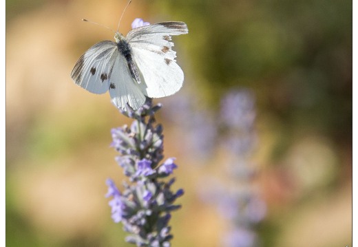 20140717-3858-Papillon la pieride de la rave