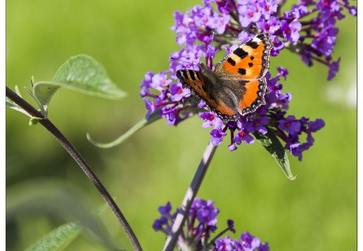 20140717-3870-Papillon la petite tortue