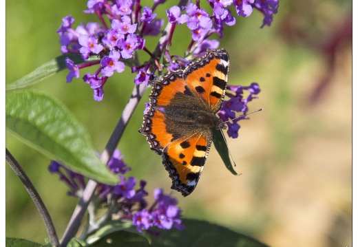 20140717-3878-Papillon la petite tortue