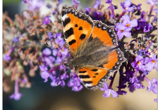 20140717-3892-Papillon la petite tortue