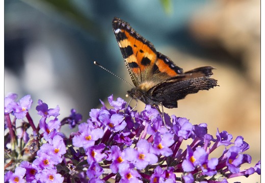 20140717-3901-Papillon la petite tortue