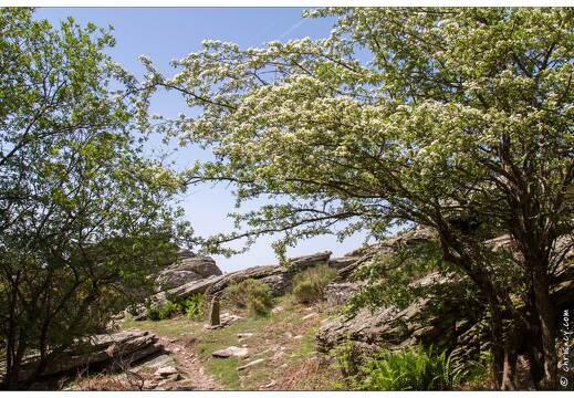 20120602-14 3018-Le Caroux