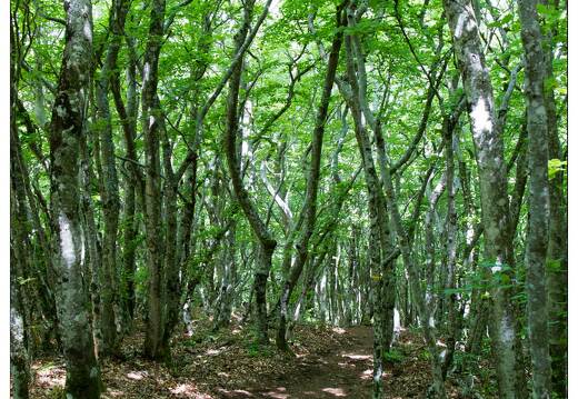 20120602-18 3025-Le Caroux