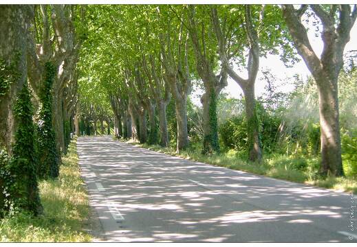 20020512-0105-platanes sur la route