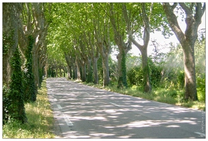 20020512-0105-platanes sur la route