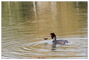 20150407-86 0469-Amiens Les Hortillonnages grebe huppe