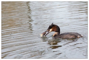 20150407-88 0471-Amiens Les Hortillonnages grebe huppe