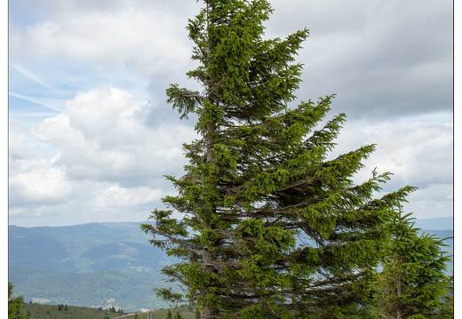 20150619-30 1796-Au petit ballon