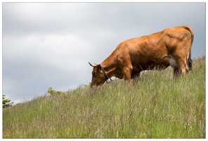 20150619-34 1765-vache aubrac au petit ballon