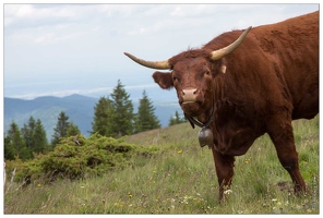 20150619-36 1792-vache au petit ballon