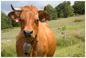 20150619-37 1800-vache aubrac au petit ballon