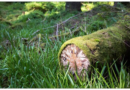 20150812-12 2121-Défile de Straiture