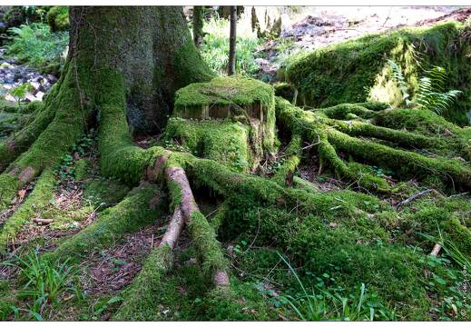 20150812-13 2135-Défile de Straiture
