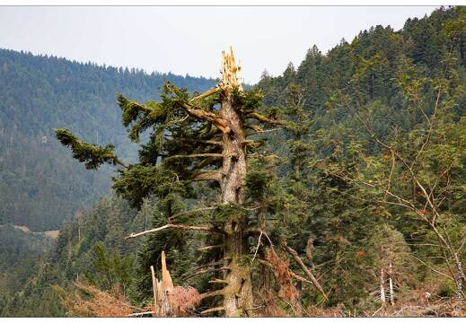 20150812-27 2157-Défile de Straiture tornade mai 2015