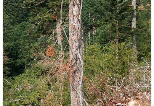 20150812-28 2158-Défile de Straiture tornade mai 2015