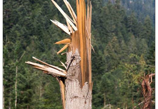 20150812-29 2149-Défile de Straiture