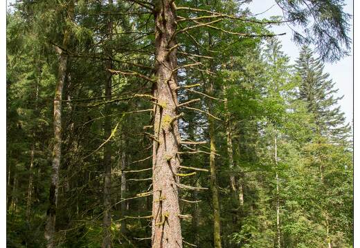 20150812-30 2171-Défile de Straiture