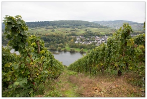 20151005-074 3378-Vallee de la moselle Marienburg vignes