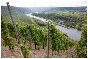 20151005-075 3380-Vallee de la moselle Marienburg vignes