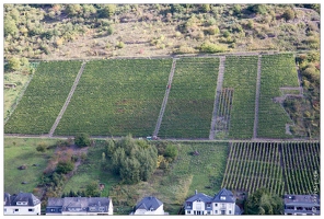 20151008-031 3962-Vallee de la Moselle Cochem vignes