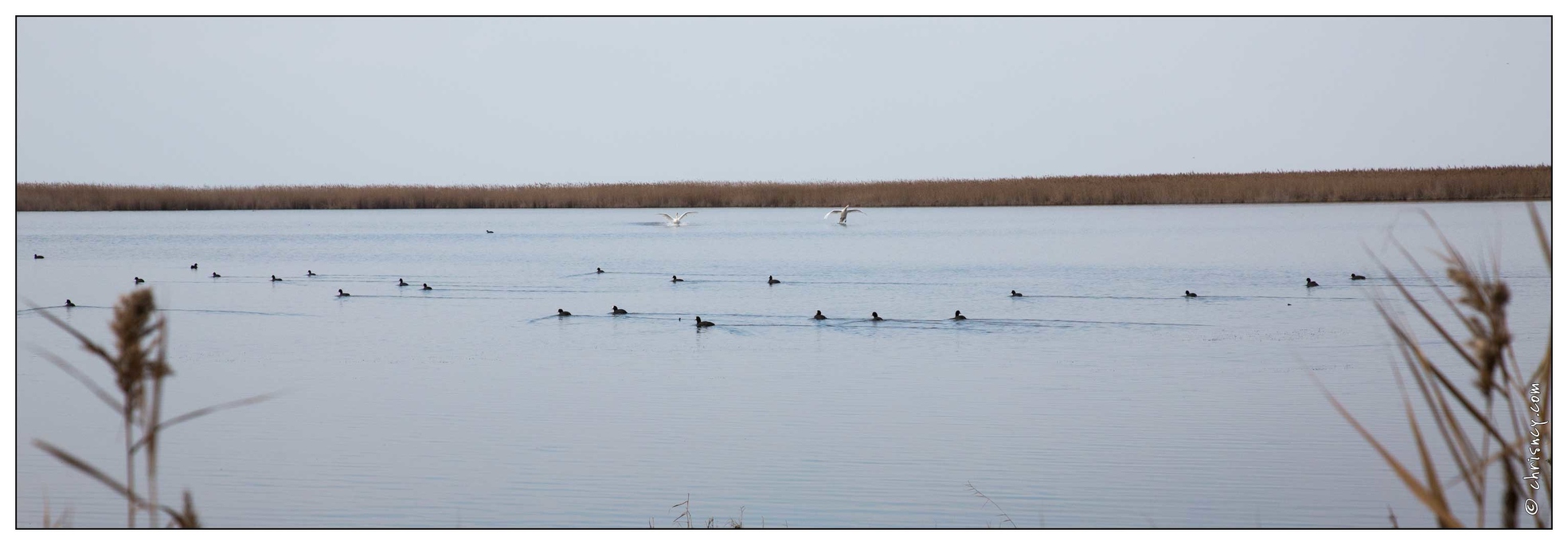 20160124-10_6924-Etang_de_Vacchares.jpg