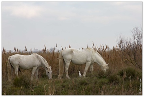 20160124-58 6965-La Camargue Chevaux