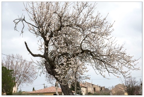 20160128-02 7268-Saint Remy de Provence Amandiers