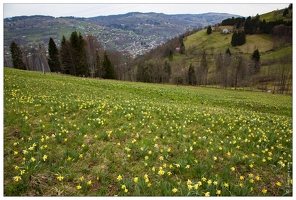 20160409-02 8364-Jonquilles