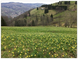 20160409-03 3561-Jonquilles