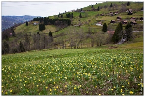 20160409-04 8363-Jonquilles