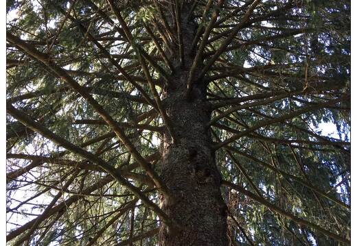 20160411-04 3569-Gerardmer