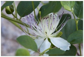 20160614-02 09931-Luberon Apt fleur de caprier