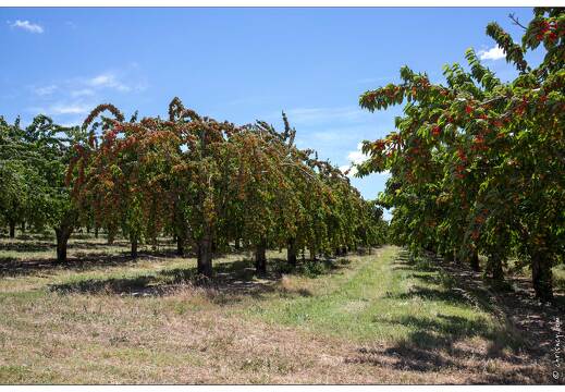 20160614-03 10001-Luberon cerisiers