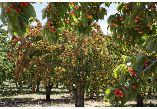20160614-04 09993-Luberon cerisiers