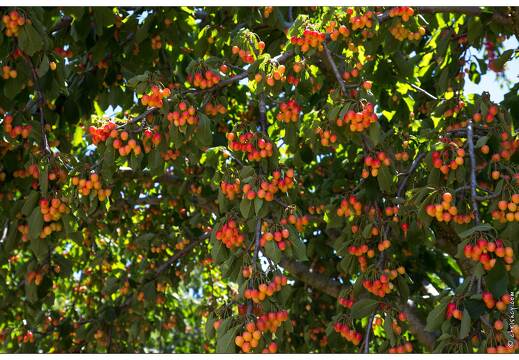20160614-05 10002-Luberon cerisiers