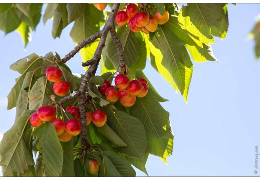 20160614-06 09996-Luberon cerisiers