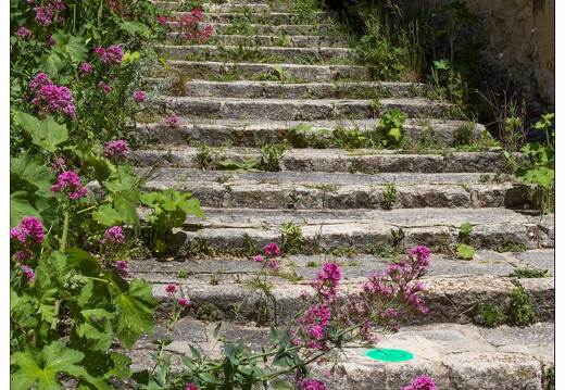 20160617-049 0135-Aurel