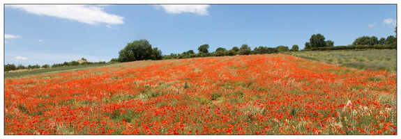 20160609-9456-Apt Lafayette Lavandes et coquelicots