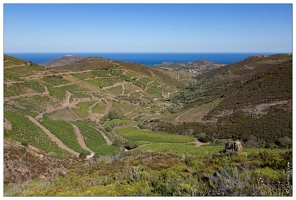 20160825-13 1644-Le Vignoble Banyuls