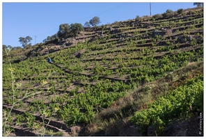 20160825-24 1663-Le Vignoble Banyuls