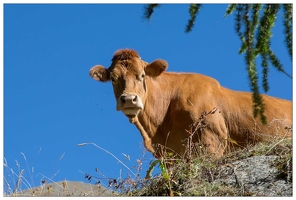 20160929-33 3305-L'Echalp Petit Belvedere du Viso Vaches